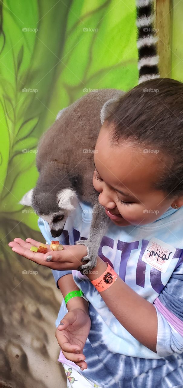 Lemur at a petting zoo in Mexico