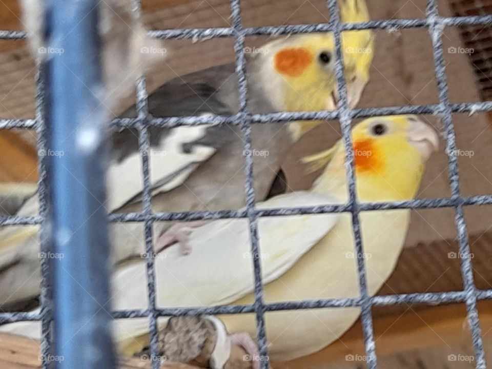 Two Mating Cockatiels Spring has begun