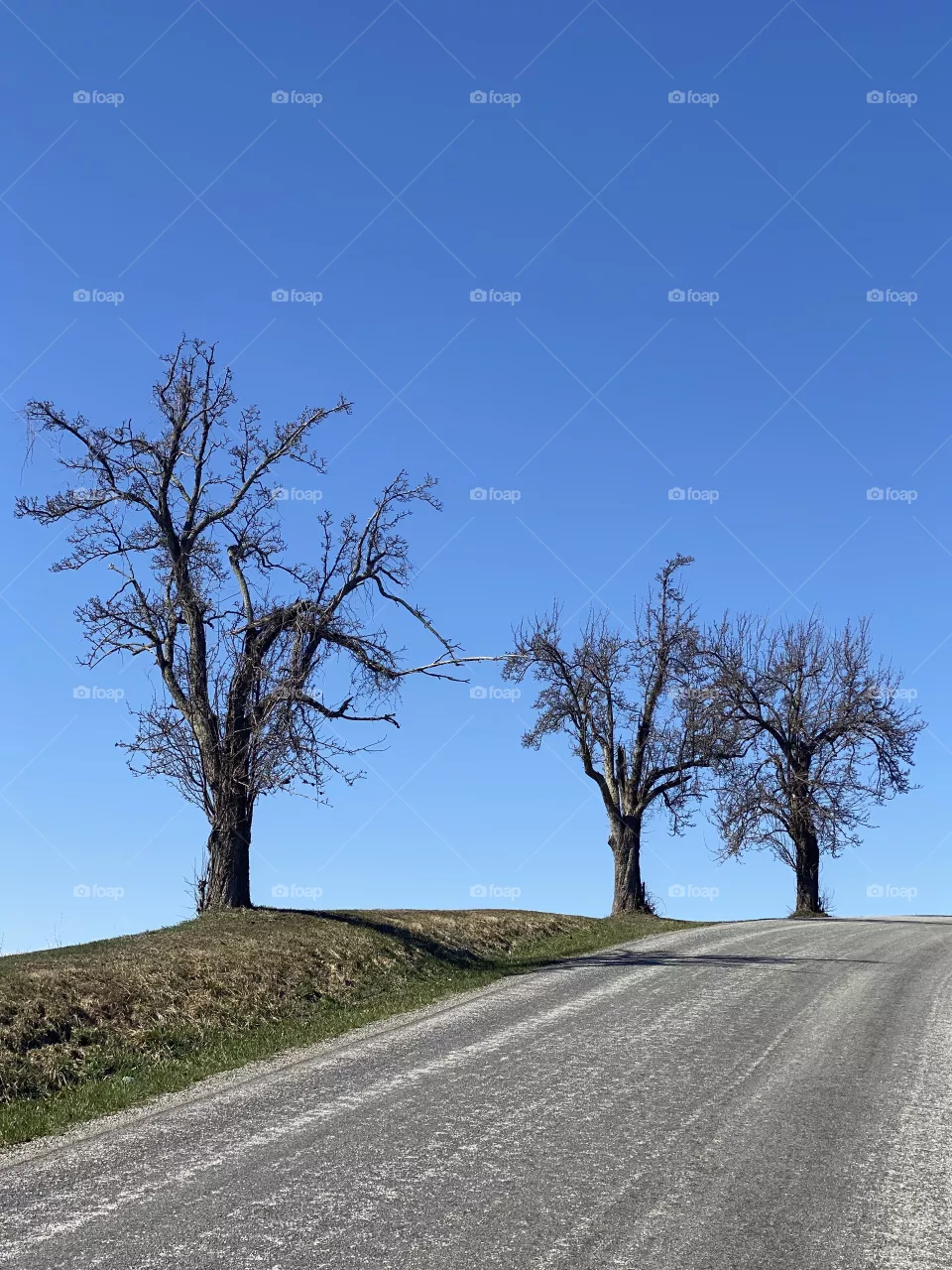 Tree outdoors 