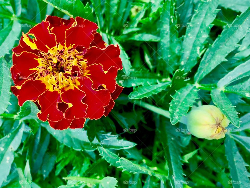 French marigold