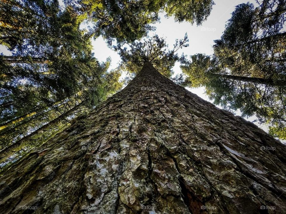 The biggest tree of Jura, France.
The "Sapin Président" has 45mt.