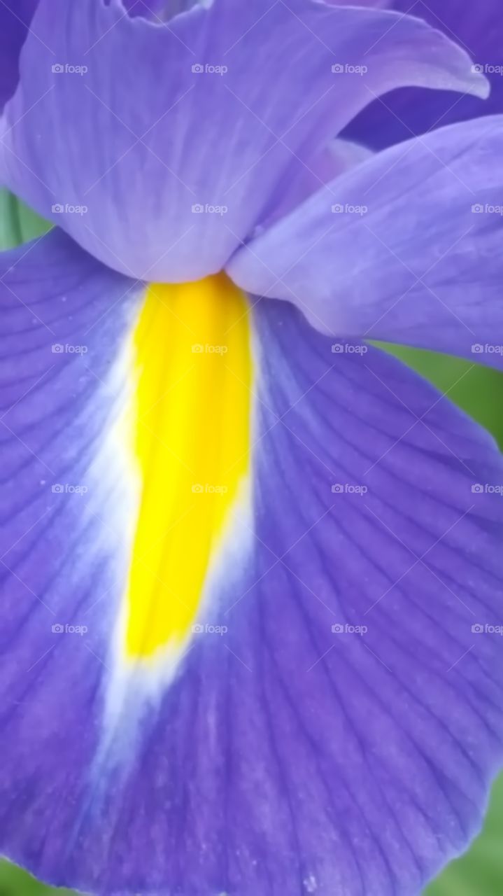 iris