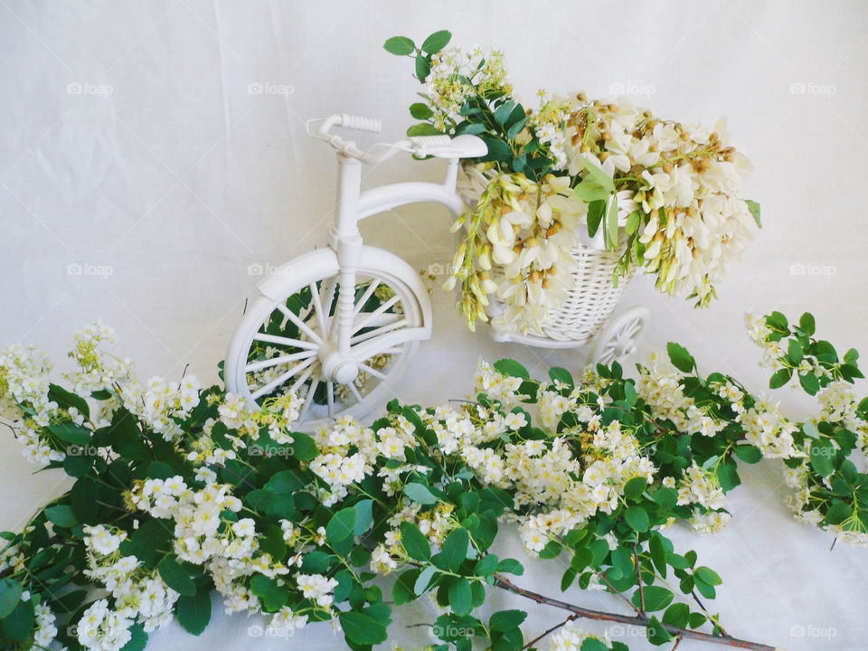 toy decorated bicycle with acacia flowers on a white background