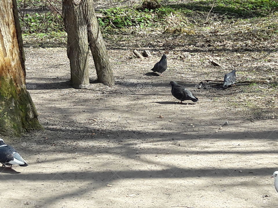 park spring time sun sunny colors colorful nature wild plants flowers amazing stunning cool nice weather hot lovely sky forest grass view splendid