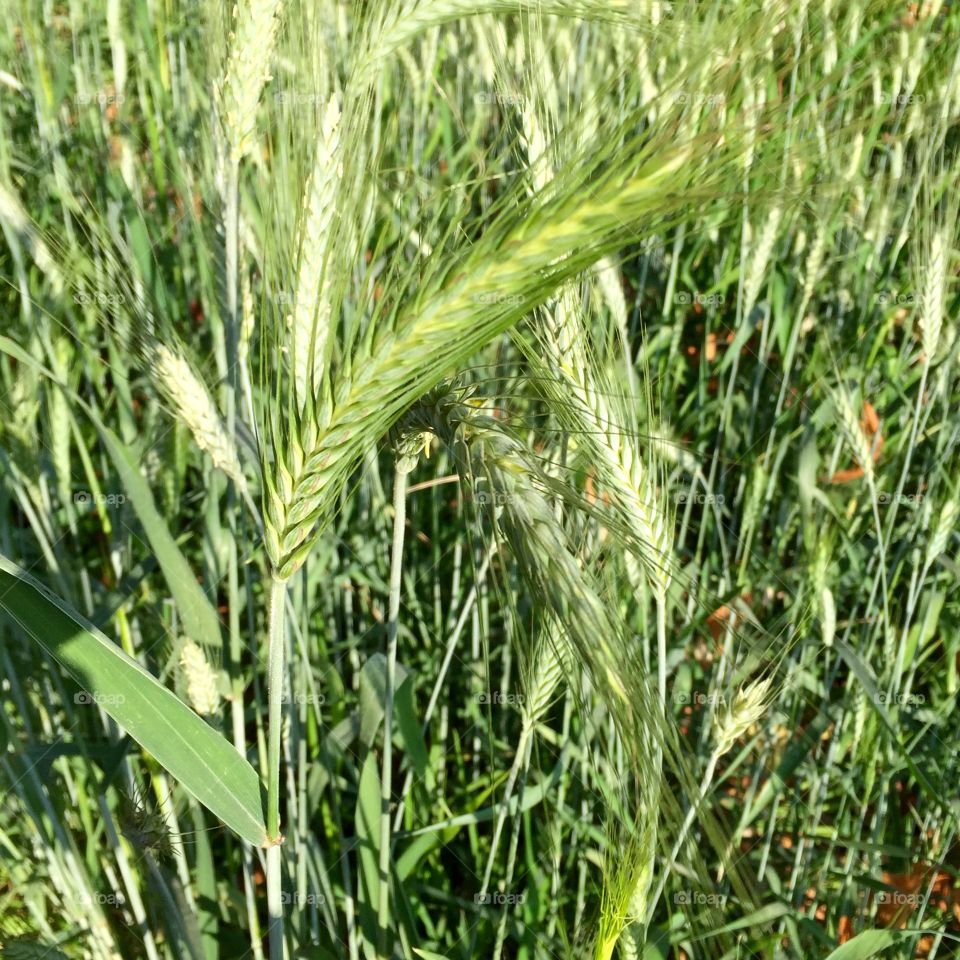 Wheat plants growing on field