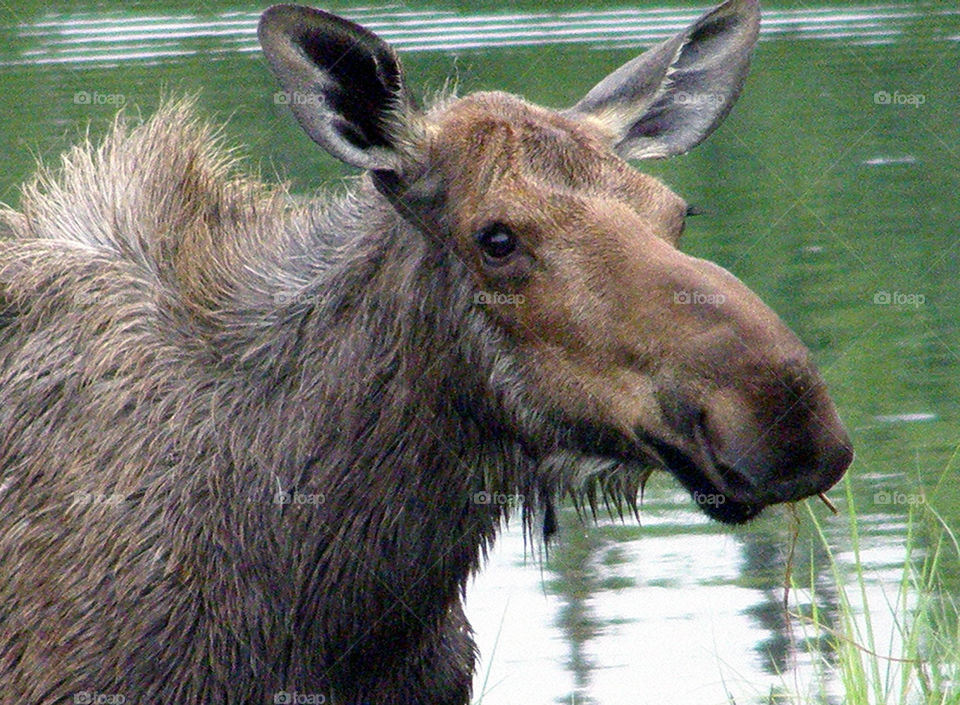 Hungry Moose. A cow moose munches aquatic vegetation to fatten up before winter