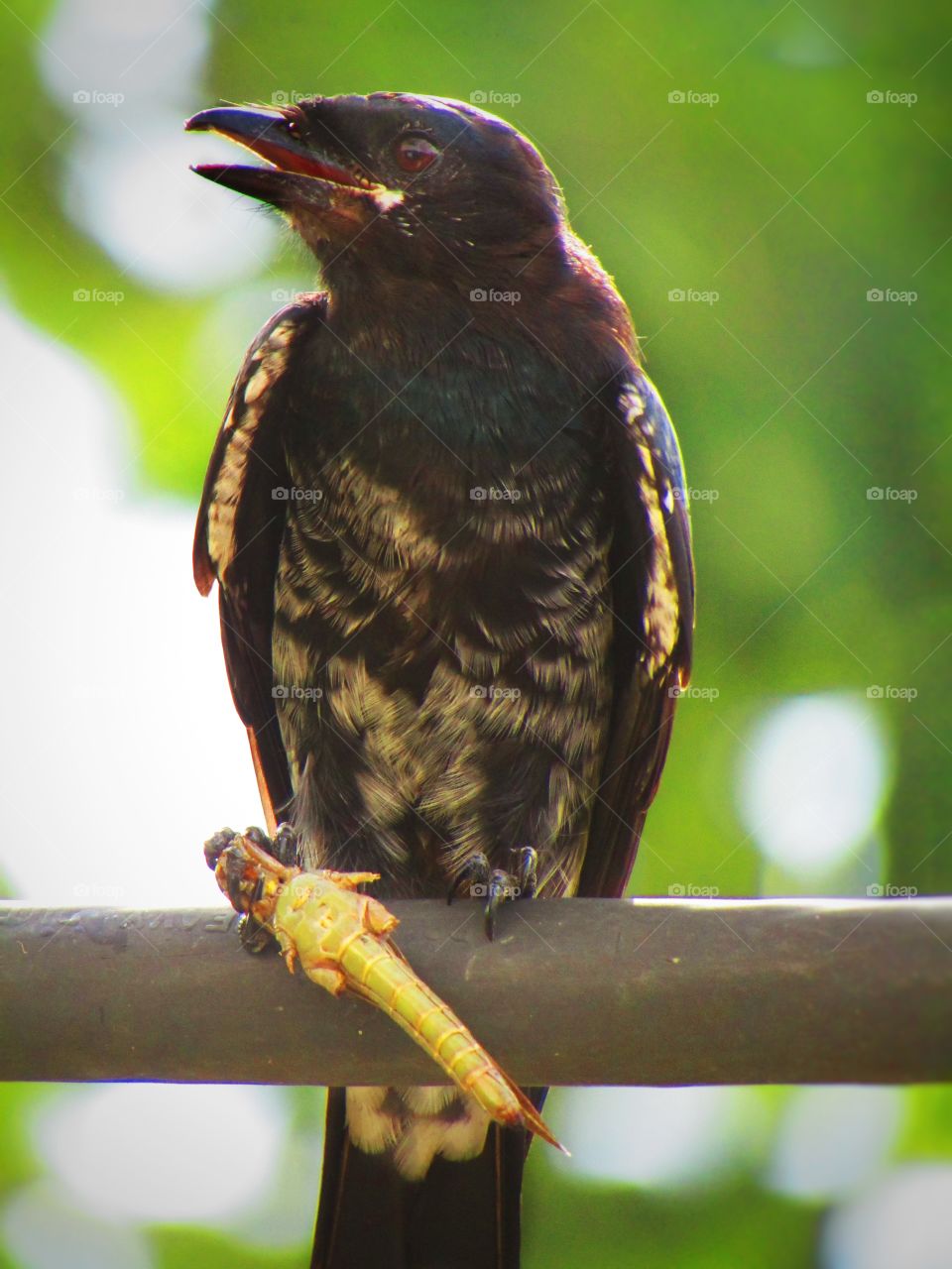 Black drongo eating a grasshopper. The black drongo (Dicrurus macrocercus) is a small Asian passerine bird of the drongo family Dicruridae.