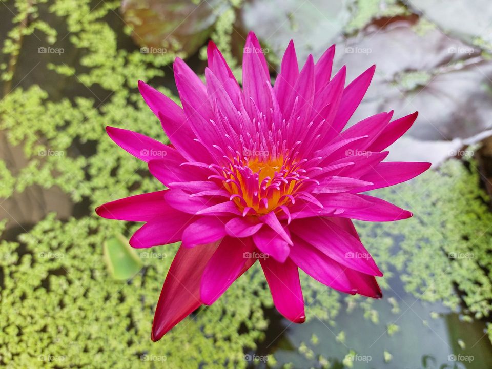 Pink waterlily flower