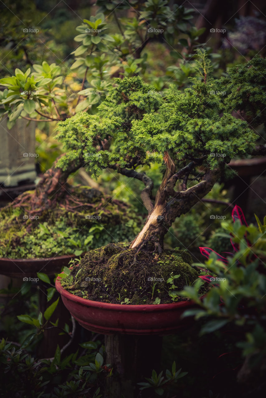 The art of a bonsai tree