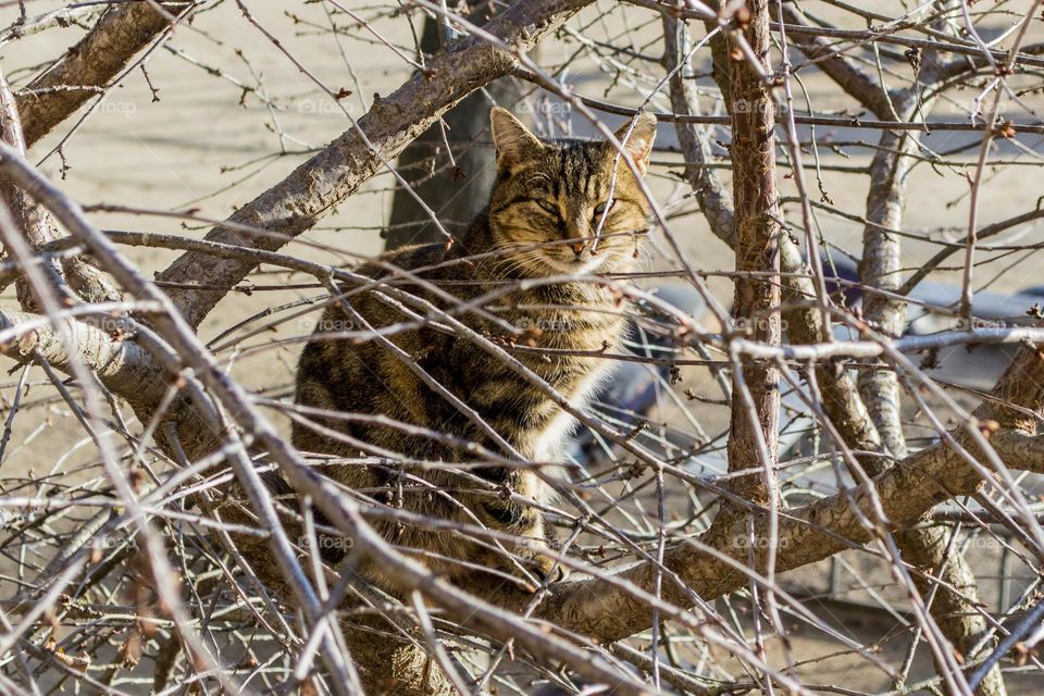 The cat is basking in the sun.