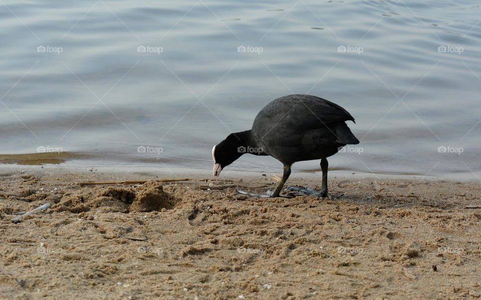 black duck view from the ground