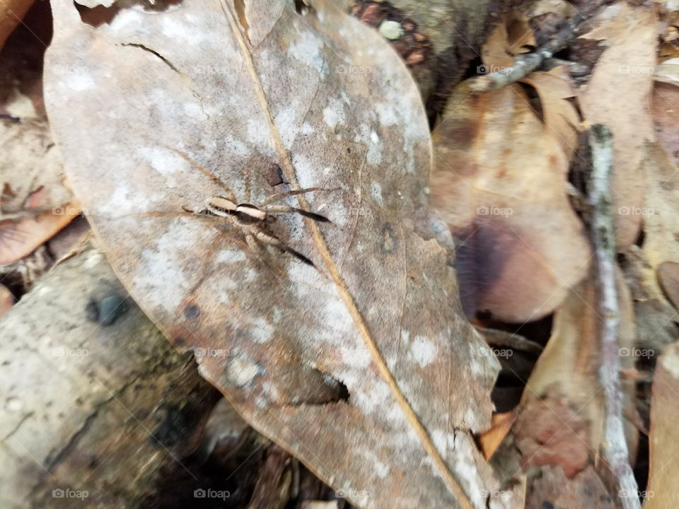 spider on leaf