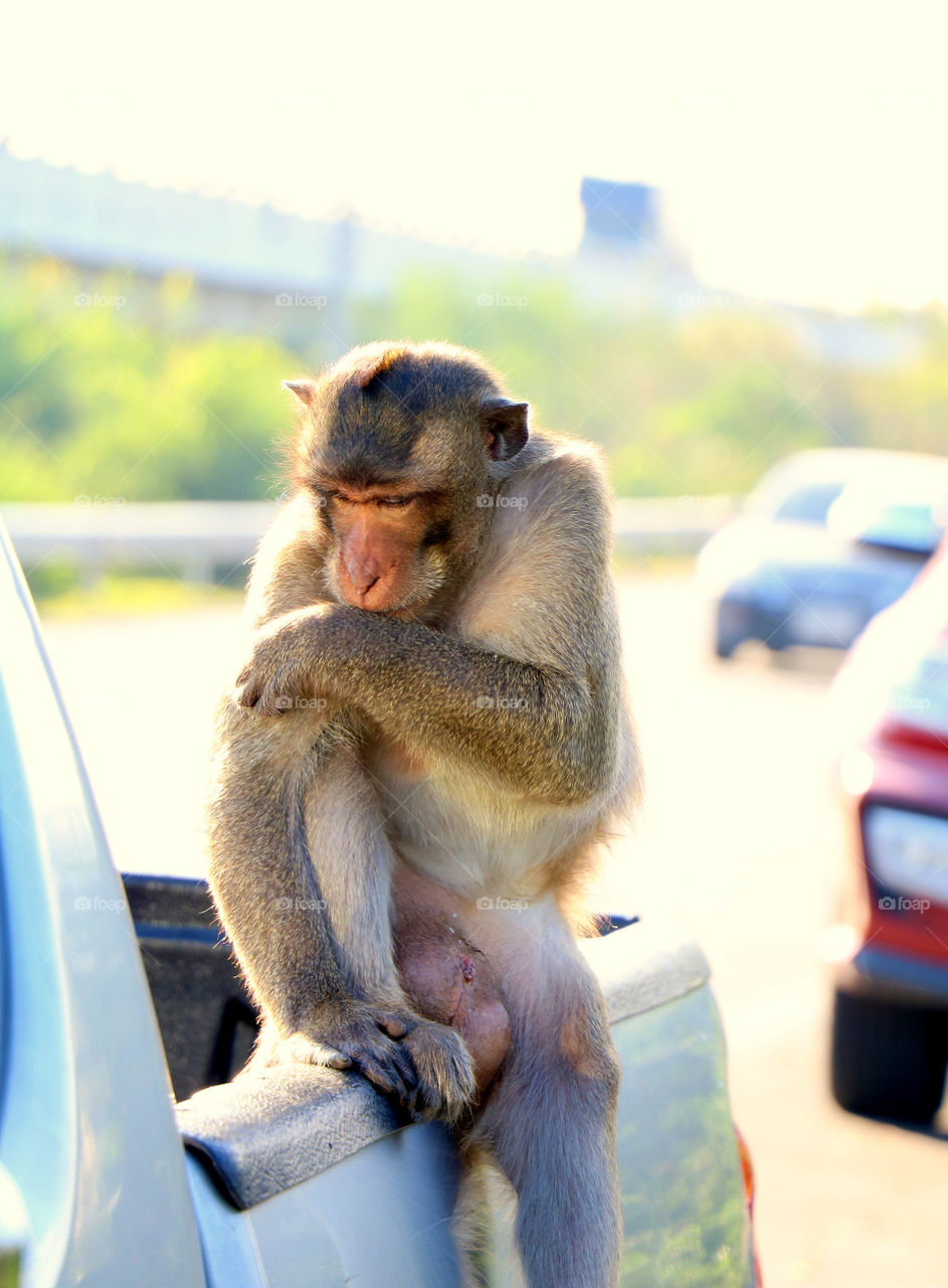 monkey sitting​