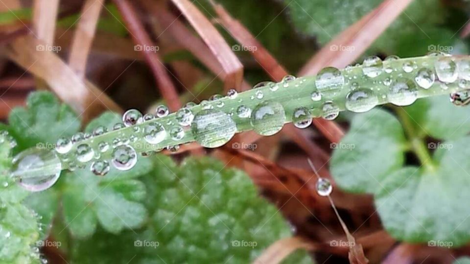 Macro/ close up of raindrops on leaves and grass