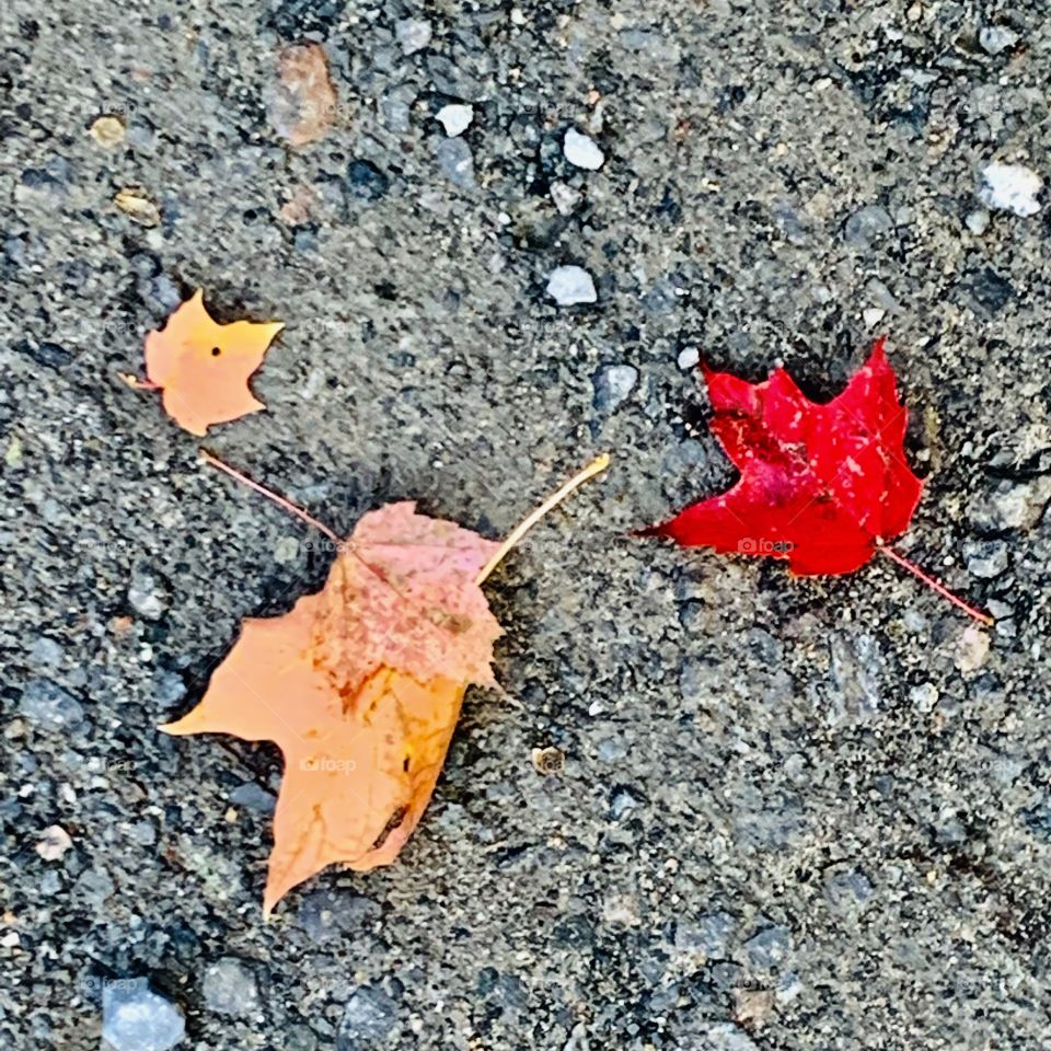 Rainy day in autumn 🍂