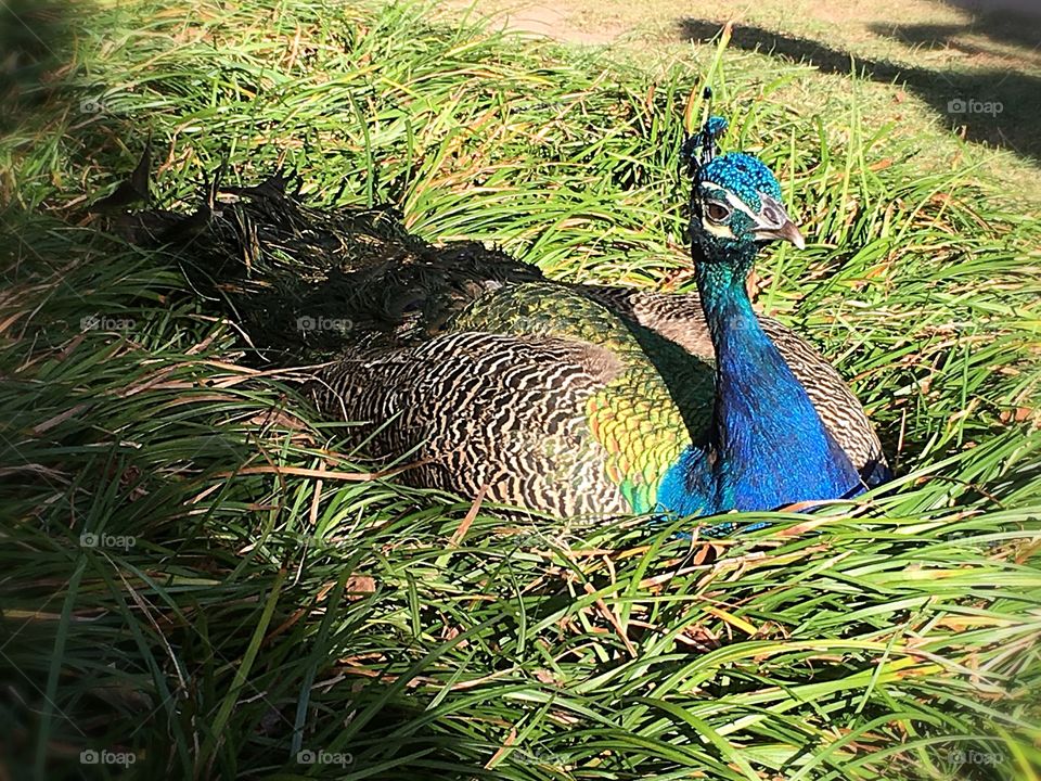Pleasant Peacock 
