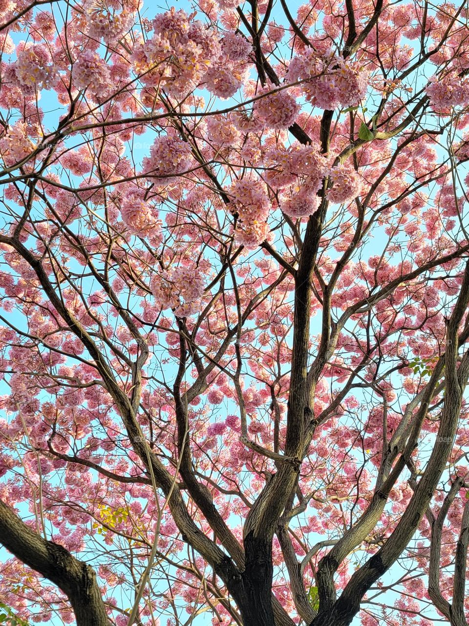 Rosy Trumpet Tree blooming