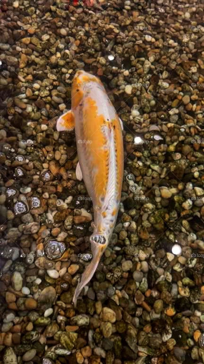 Fish swimming in peace