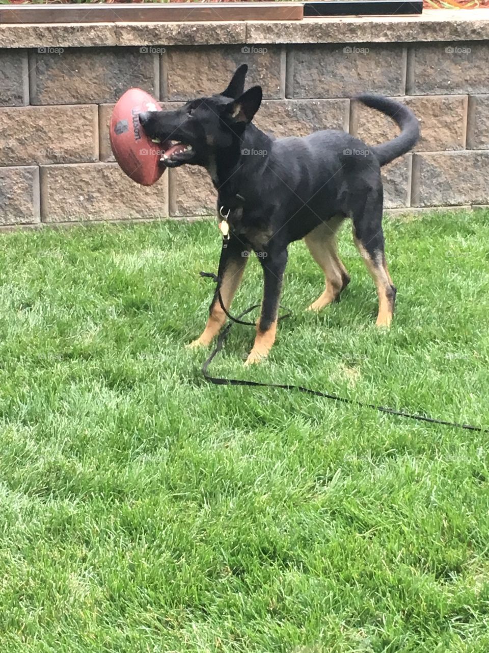 German Shepard wants to play football