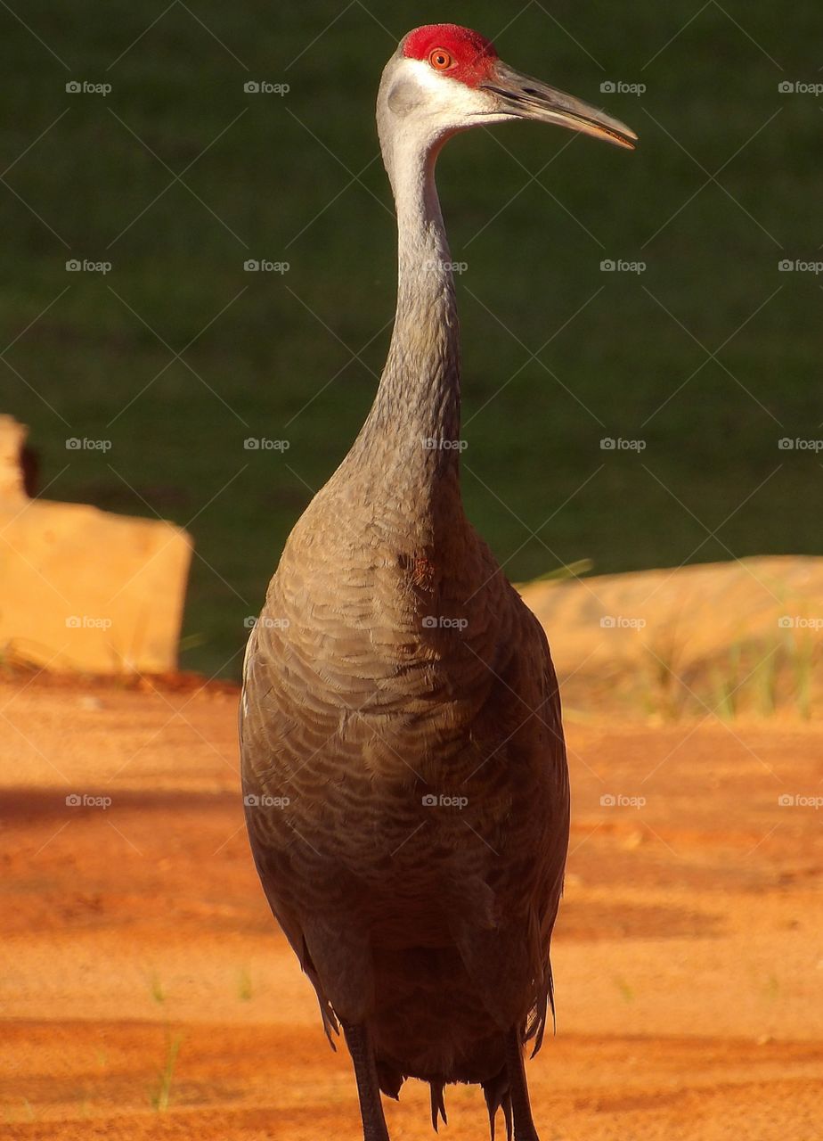 big tall crane bird
