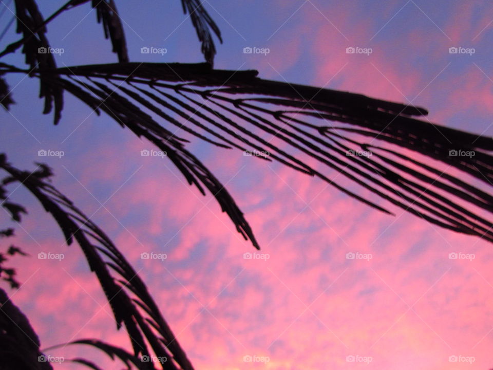 Silhouette of branch during sunset