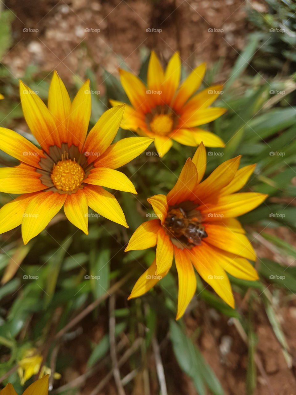 yellow flower green three nature sky bees