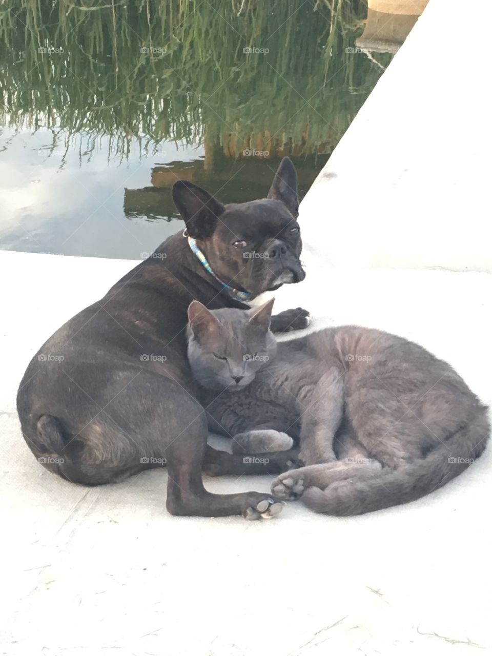 Snuggles on the Dock