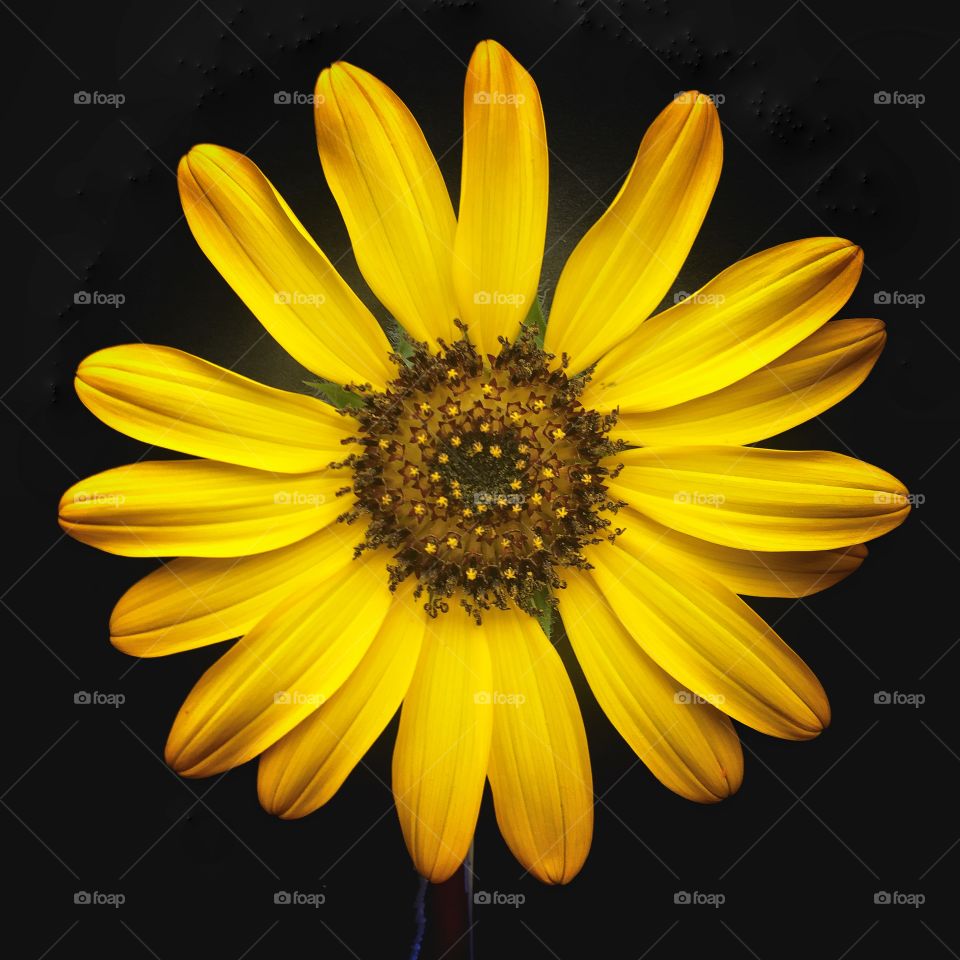 Yellow sunflower centered in the frame isolated on a black background
