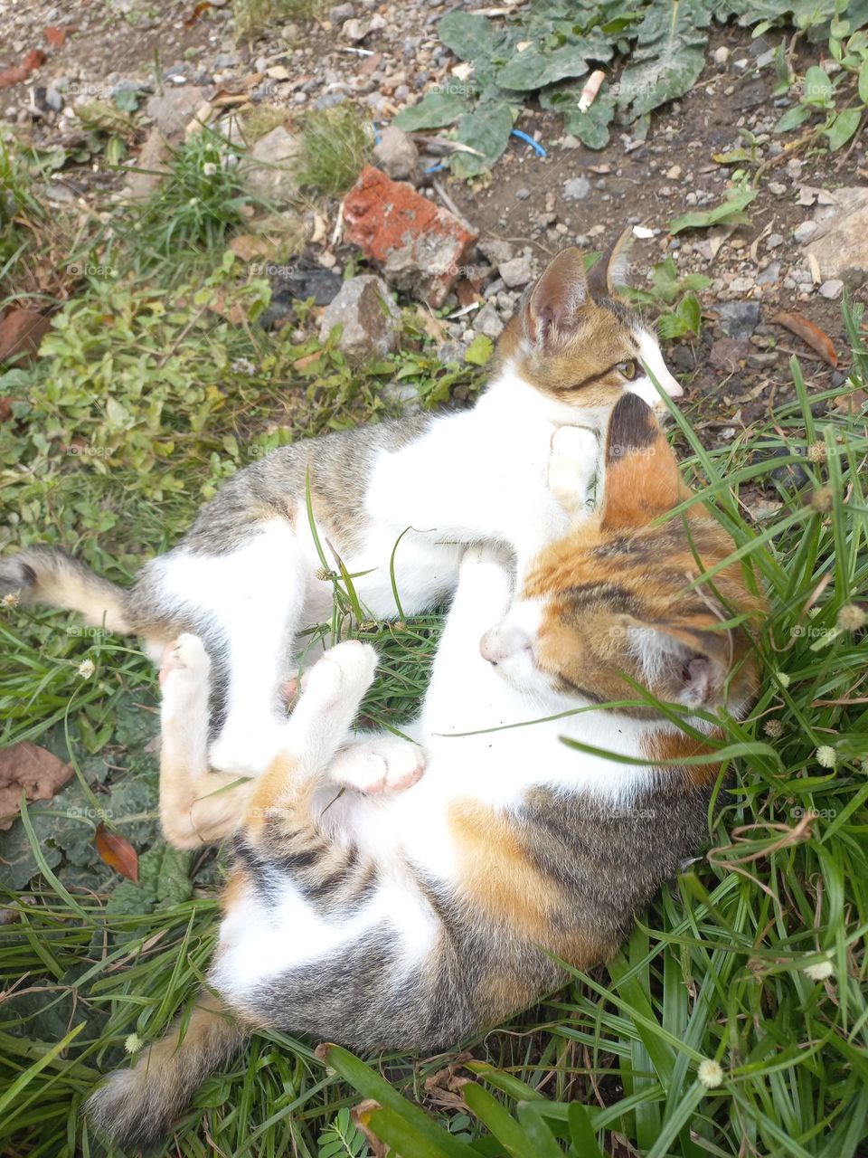 Cute kitten playing in the grass