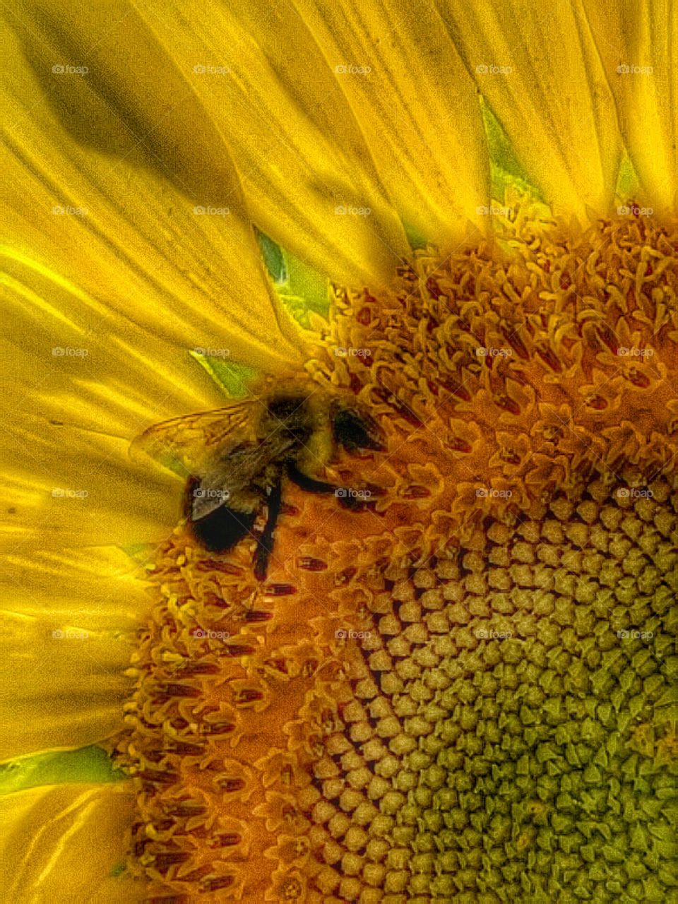 Extreme close-up of a bee on a sunflower