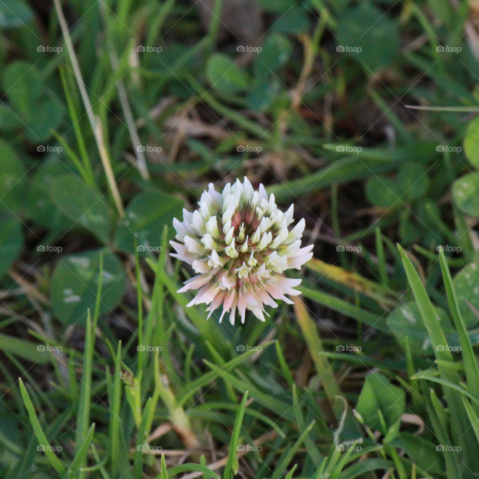 Clover fields