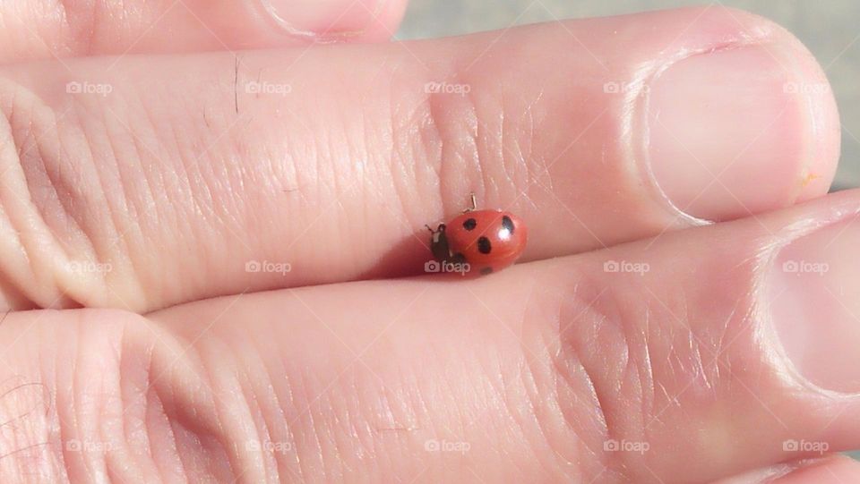 macro red ladybug on my finger.