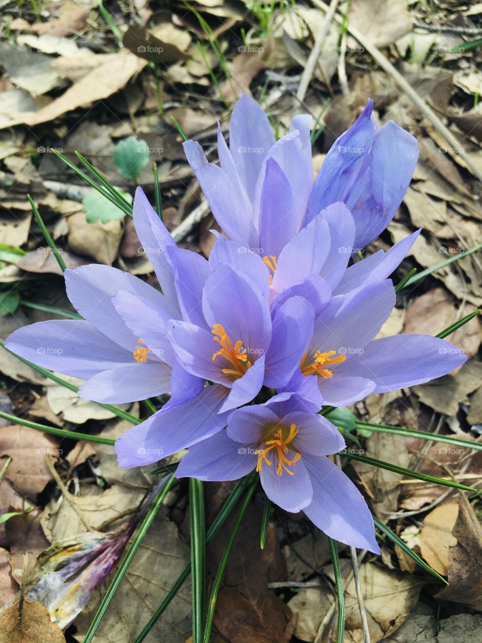 Beautiful purple flowers 