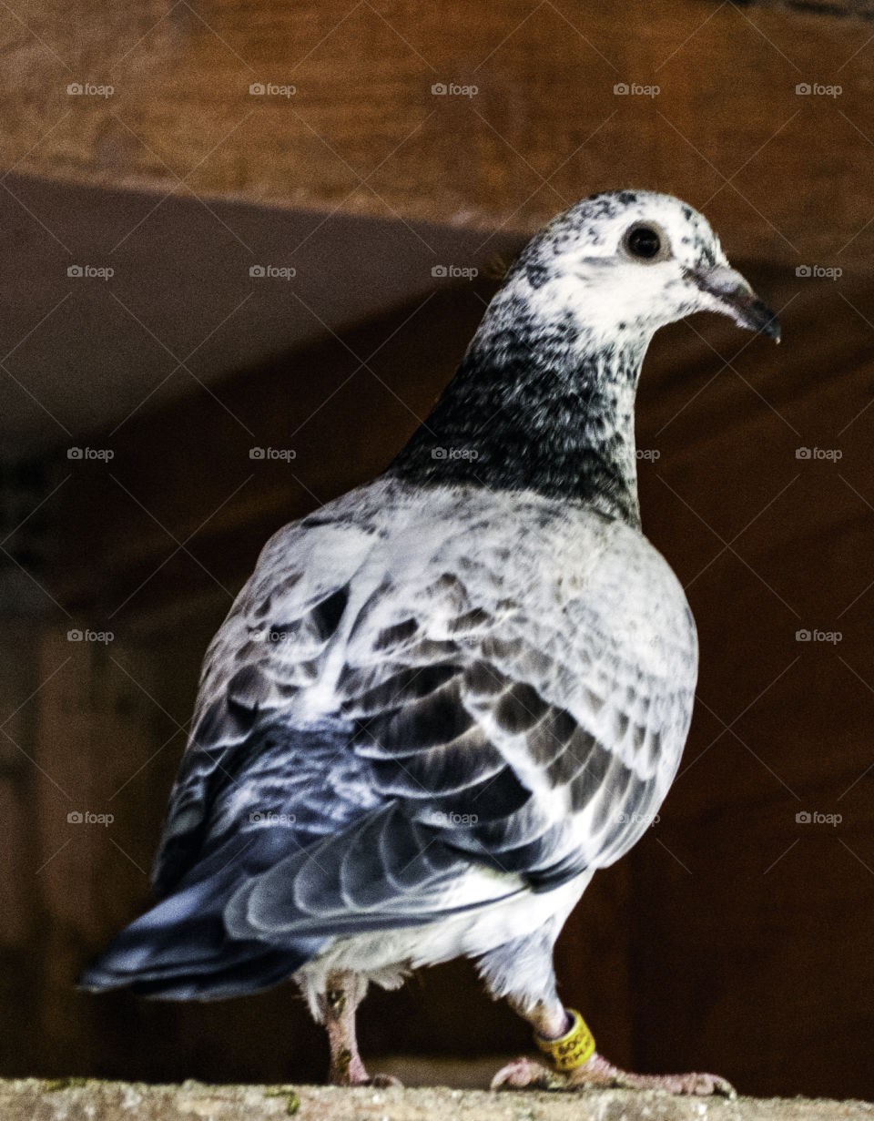 A Racing pigeon - youngster from the old mans loft