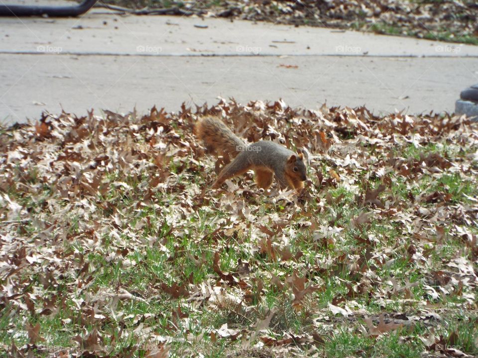 Squirrel 