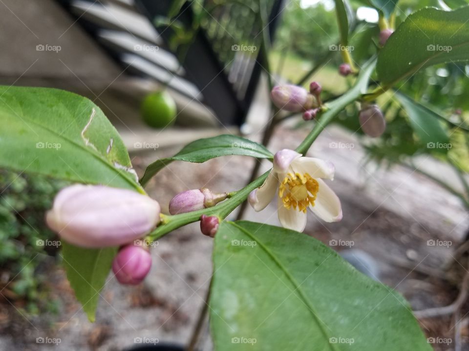 Lemon Tree Blossoming