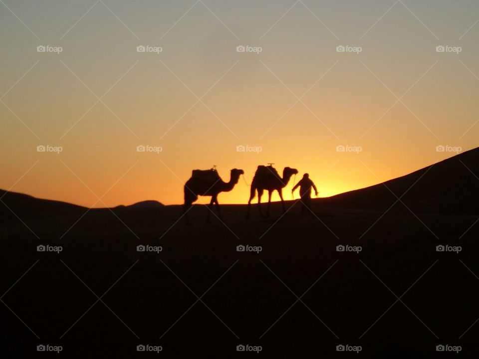 Sunset Camel MOROCCO 