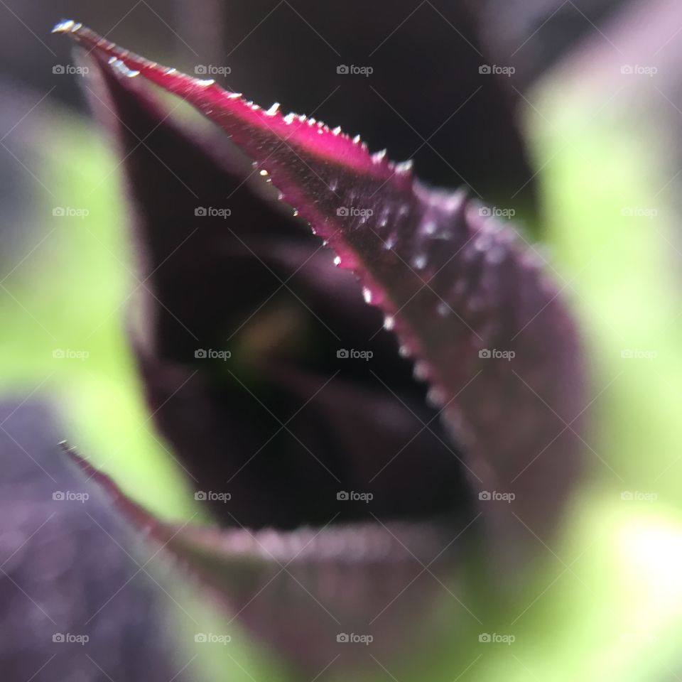 Purple succulent with raindrop