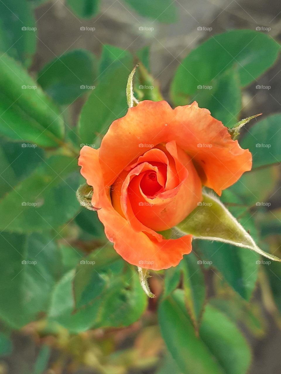 la rosa te mira en forma natural