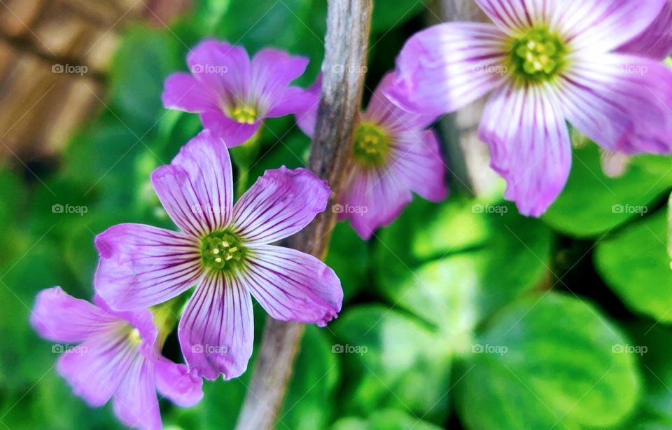 There are flowers famous for their color and beauty in the world that there are small flowers that also have a lot of beauty in them.