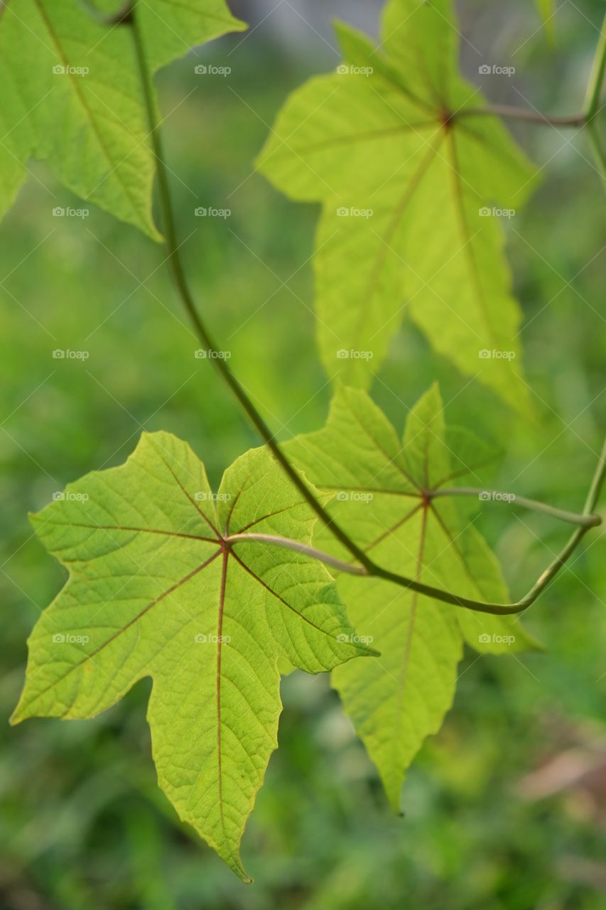 Beauty in nature