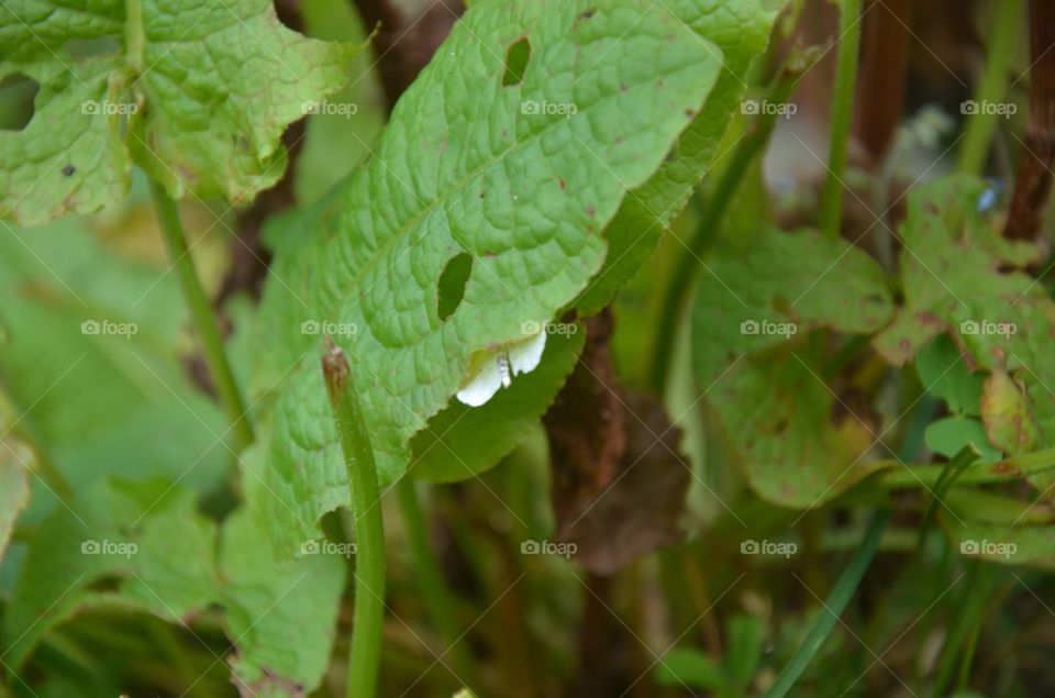 Leaf, Flora, Nature, Growth, Food