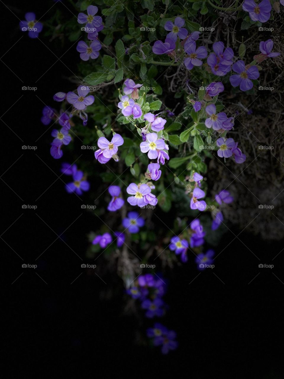 cascade of purple lavender flowers clinging to a rock