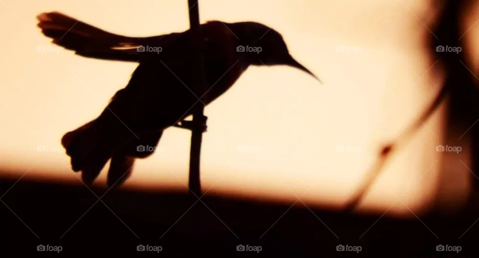 honeybird