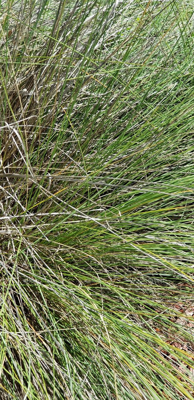 Grass textura