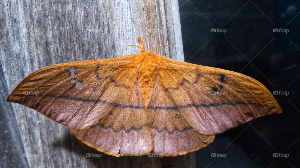This butterfly is beautiful even at night.