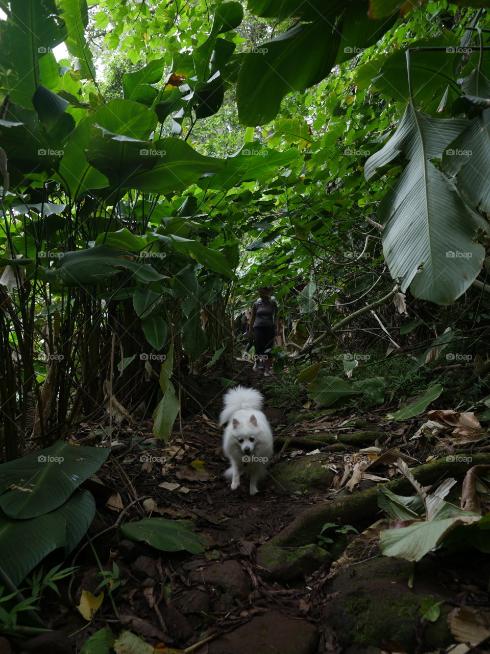 White dog in the tropical green forest in front group of hikers