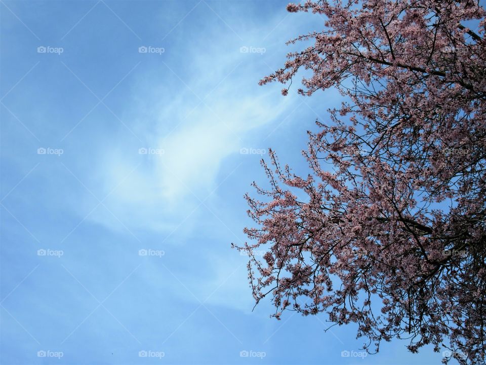 blossoms and high clouds