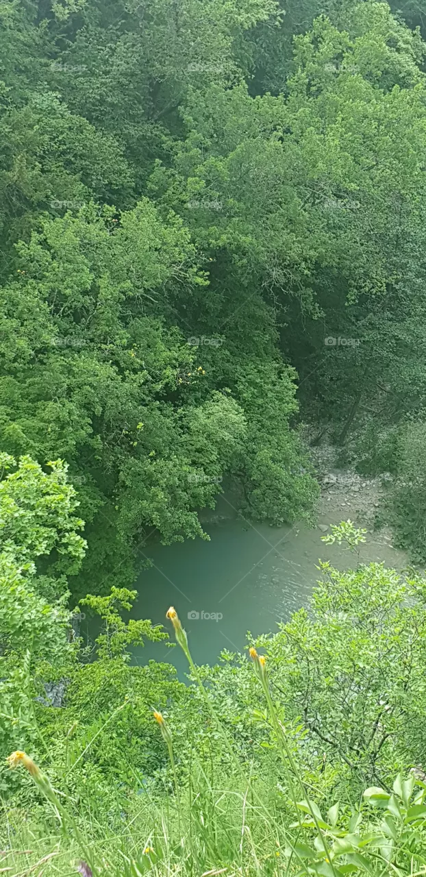 green river in the forest