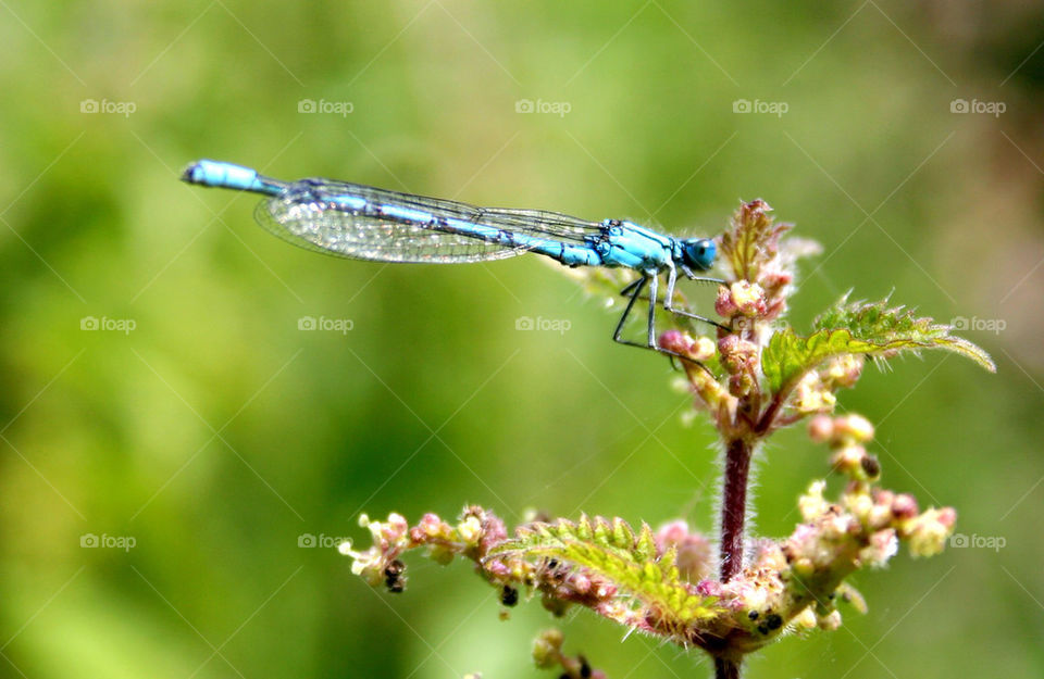 macro close summer insect by dannytwotaps